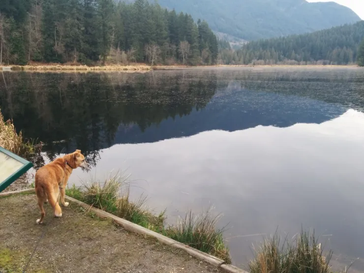 כלב מביט אל אגם