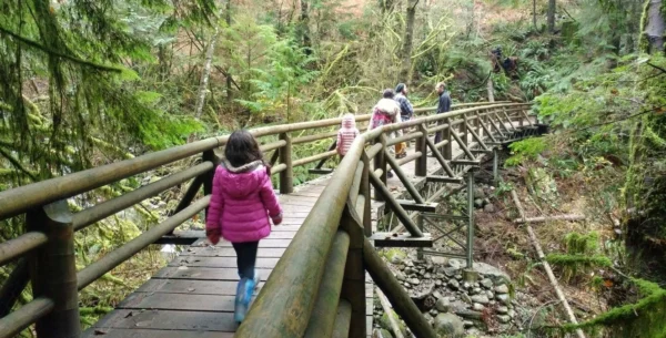 הולכים על גשר מעץ ביער